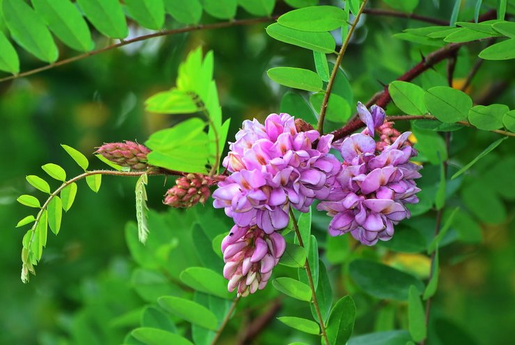 Robinia collant