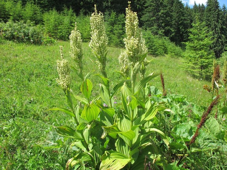 Chemeritsa blanc