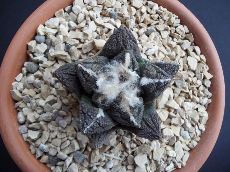 Ariocarpus fissuré