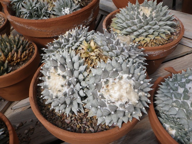 Ariocarpus squameux