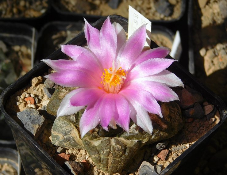 Ariocarpus intermédiaire