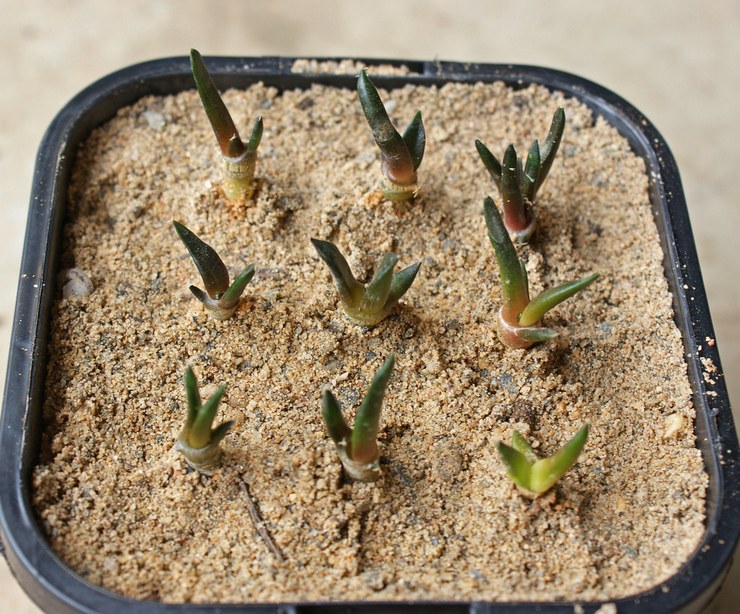 Reproduction d'ariocarpus