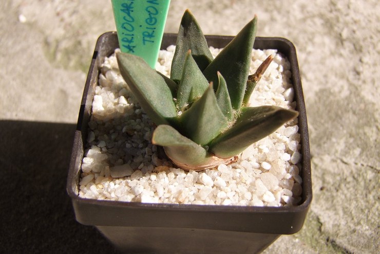 Ariocarpus émoussé