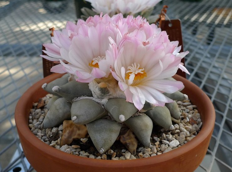 Ariocarpus