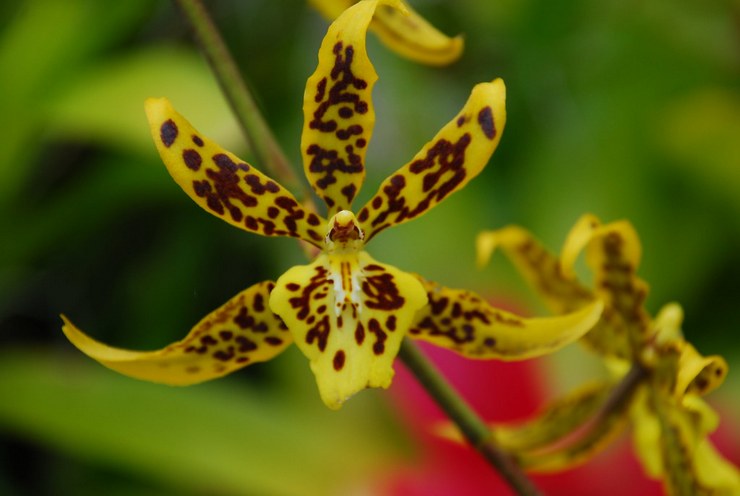 Variétés d'orchidées Brassia