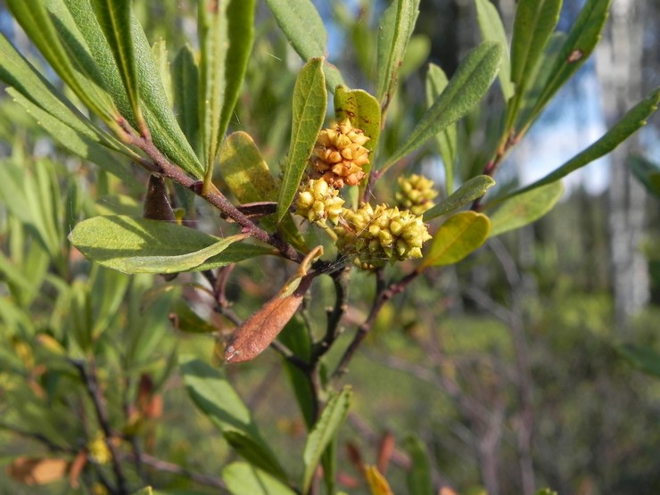 Waxweed des marais