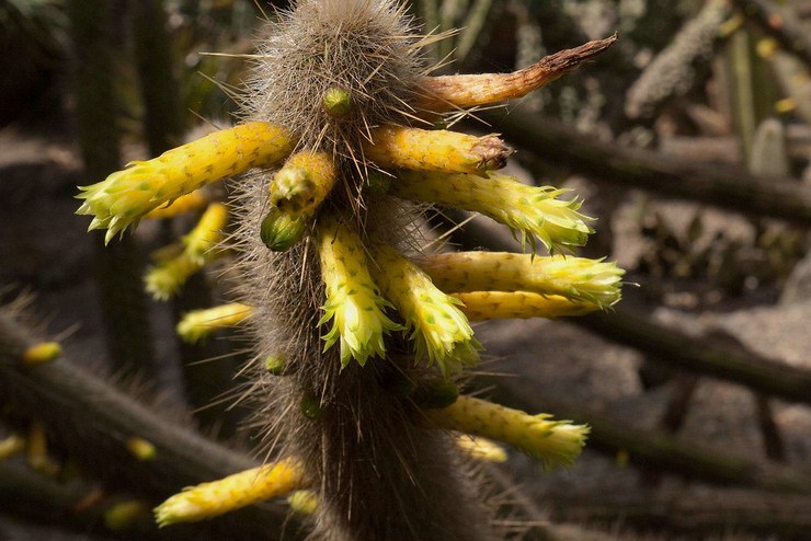 Cléistocactus de Ritter