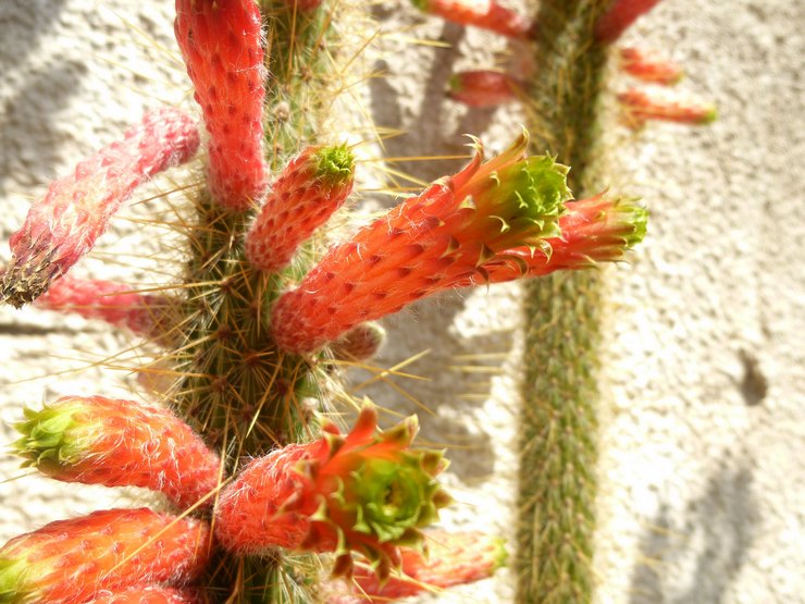 Cleistocactus émeraude