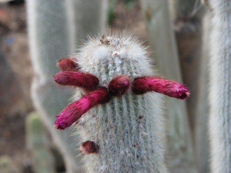 Cléistocactus de Strauss