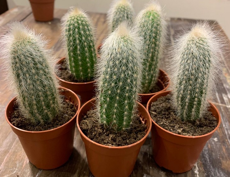 Soins Cleistocactus