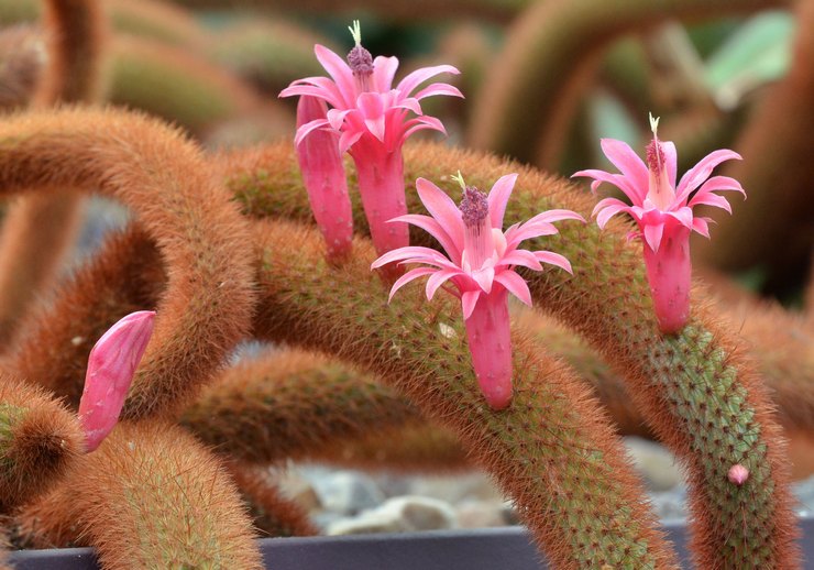 Cleistocactus d'hiver