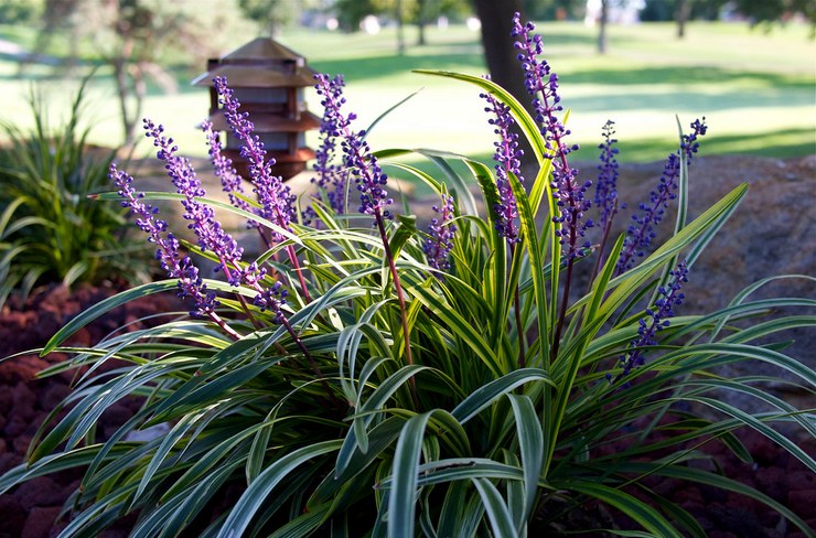 Liriope dans l'aménagement paysager