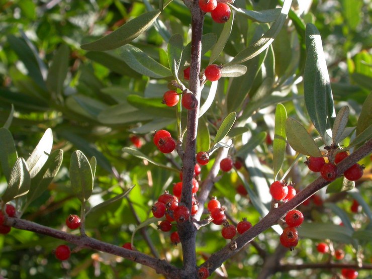 Description de la plante Shepherdia