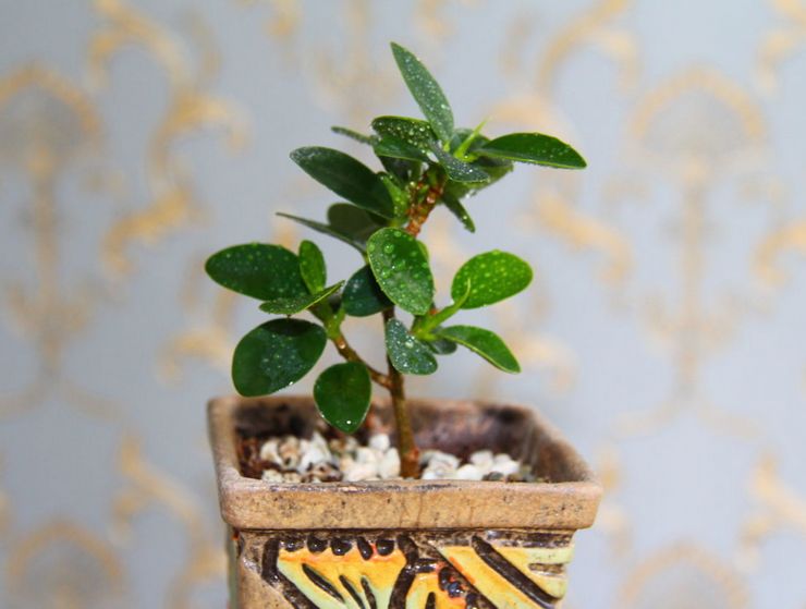 Reproduction de ficus Panda