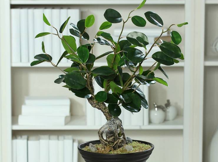 Ficus Panda