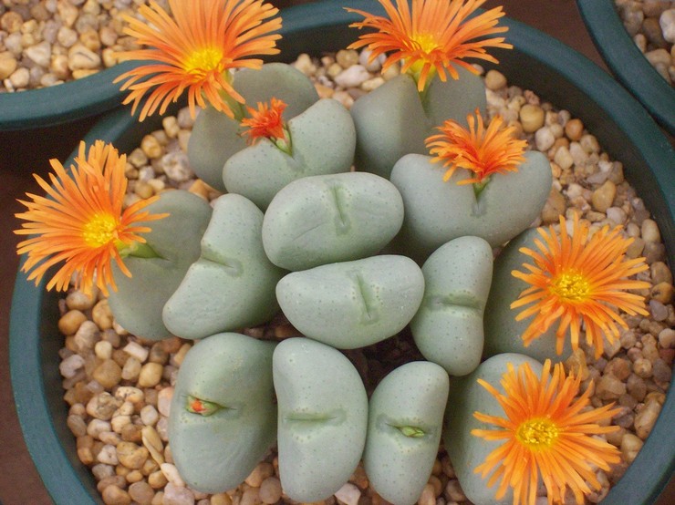 Méthodes de reproduction du conophytum