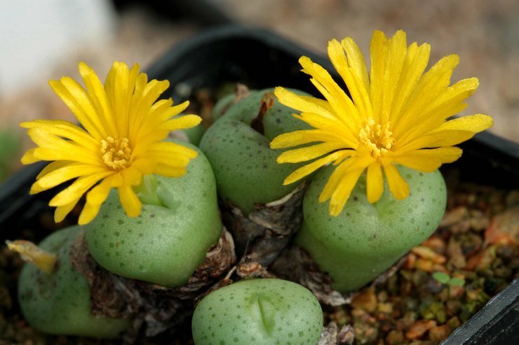 Soins de Conophytum à domicile