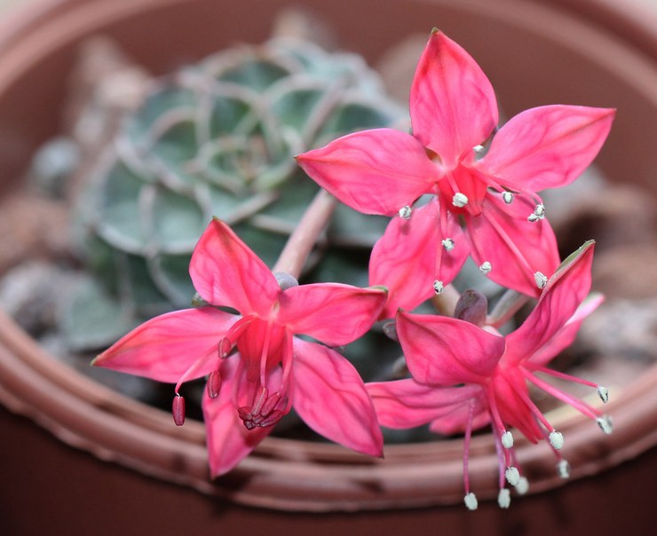 Graptopetalum magnifique