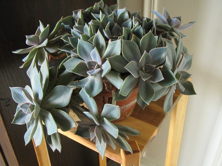 Graptopetalum paraguayen