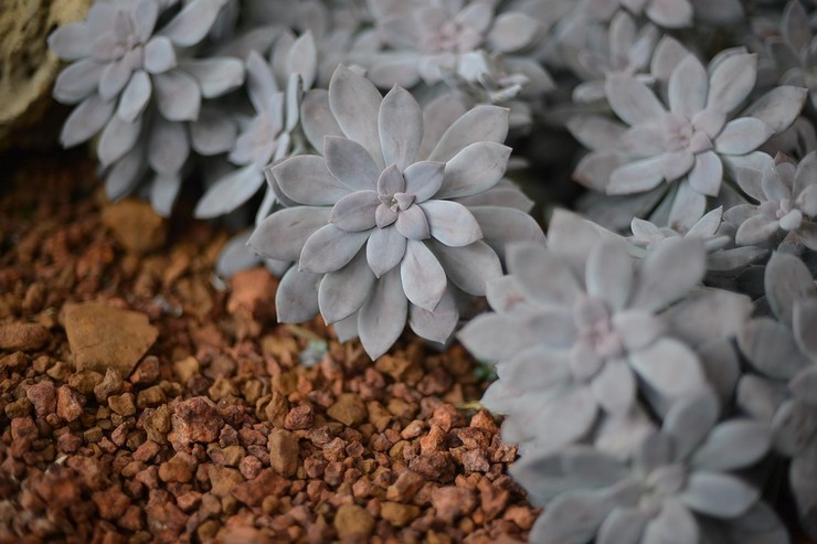 Graptopetalum à cinq chaînes