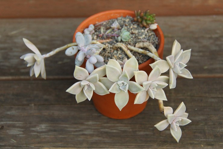 Graptopetalum