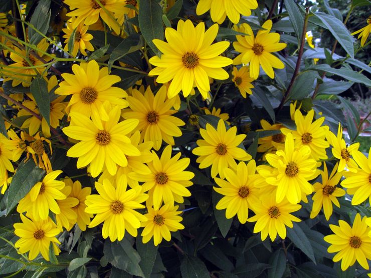 Tournesol Heliopsis