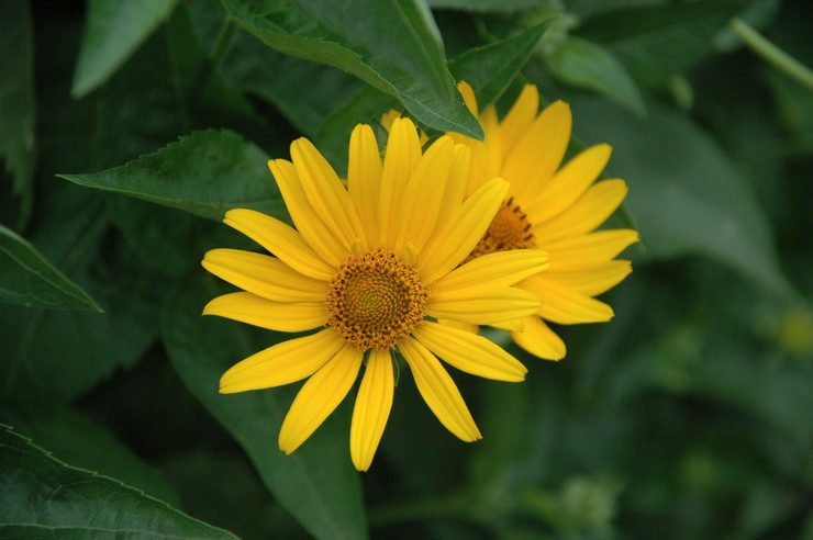 Heliopsis rugueux