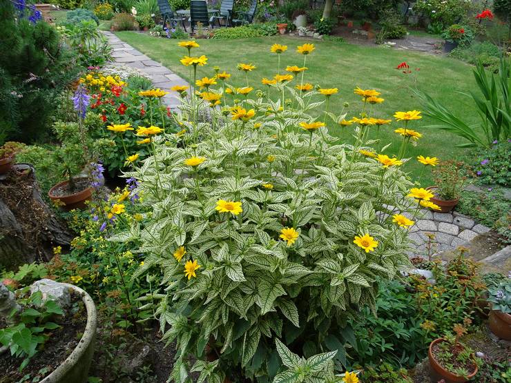 Prendre soin de l'héliopsis dans le jardin