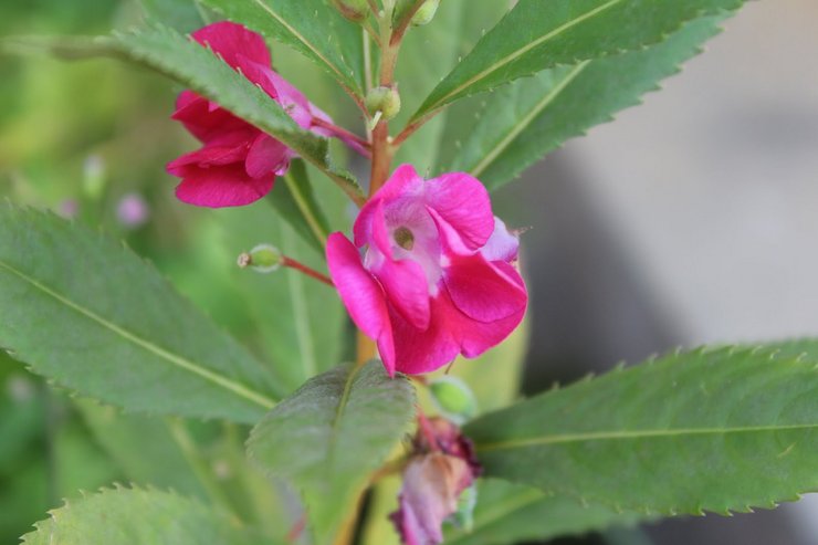 Impatiens balsamique