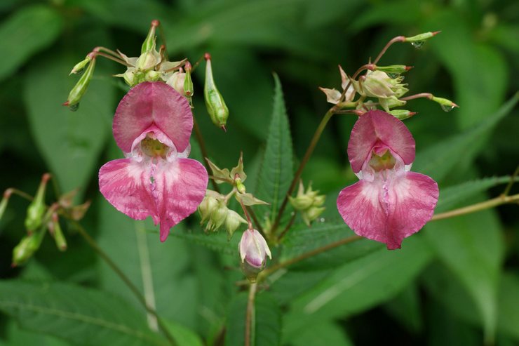 Impatiens porteurs de fer