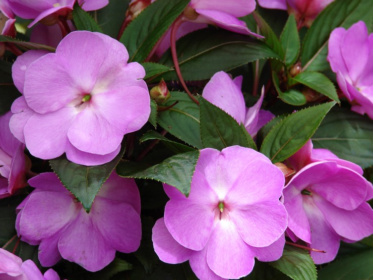 Impatiens Hawker