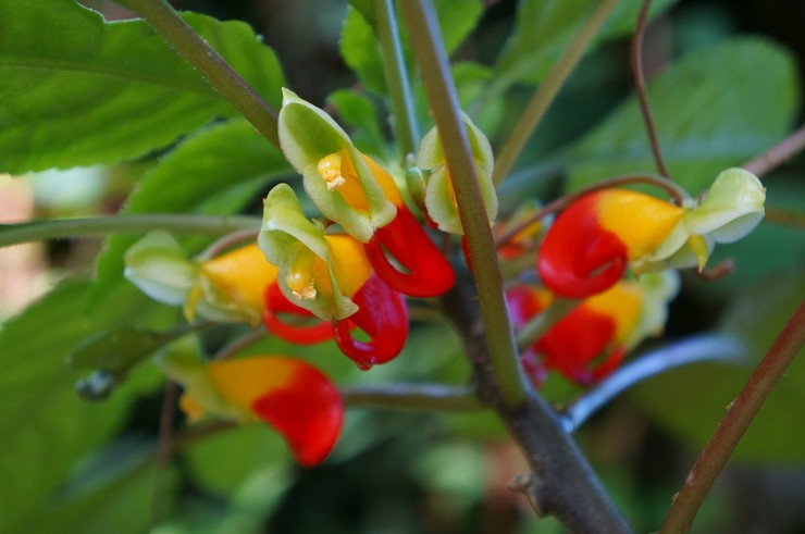 Impatiens niaméen