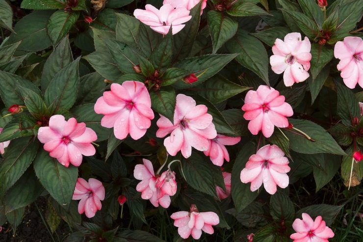 Impatiens Peters