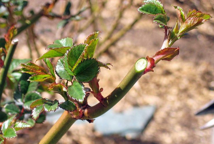 Conseils utiles pour la taille des roses