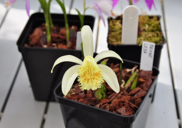 Pleione est élevé sur un substrat meuble et aéré