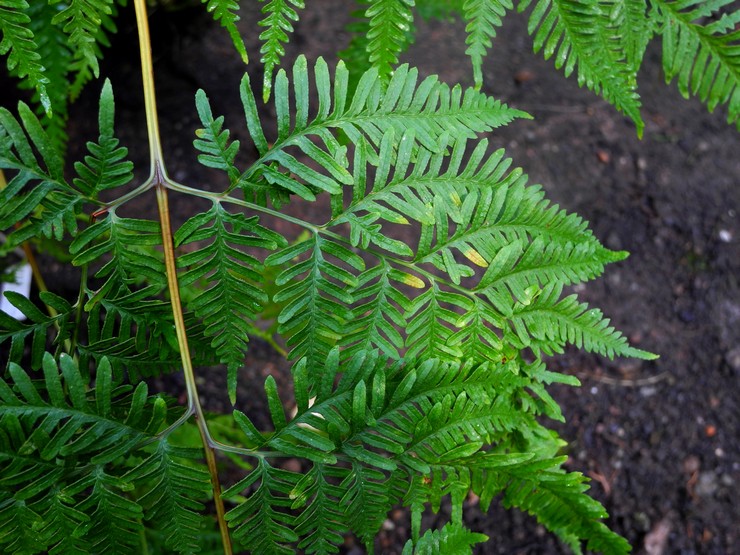 Pteris denté