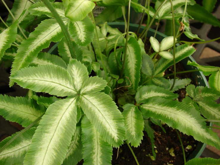 Pteris xiphoïde