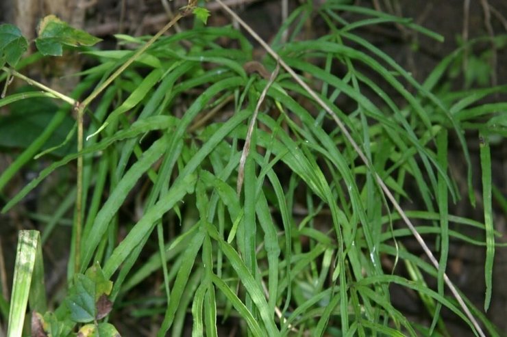 Cloisons Pteris