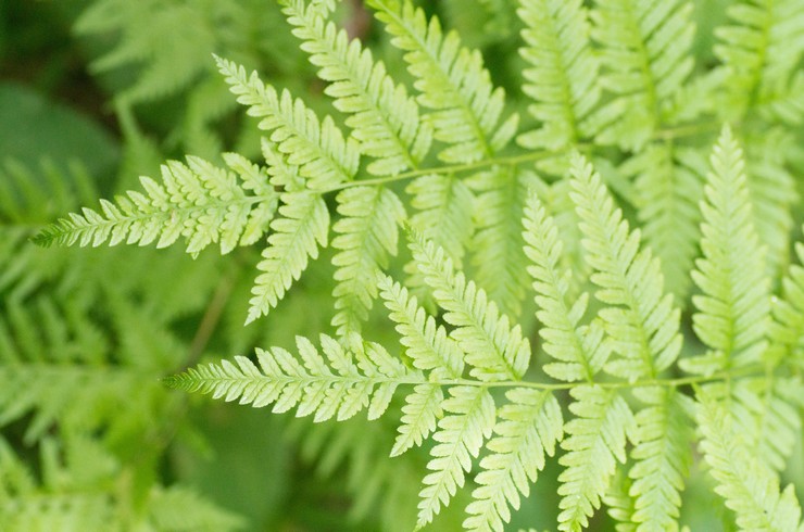 Pteris tremblant