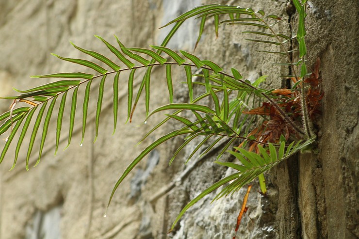 Bande Pteris