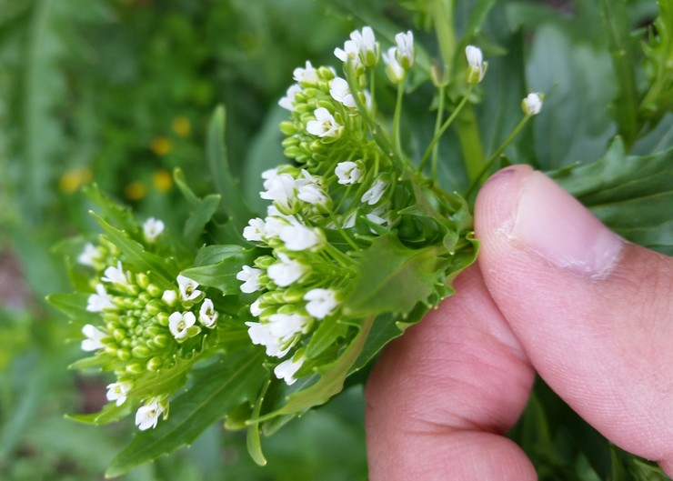 Les propriétés médicinales de l'herbe de la palangre des champs