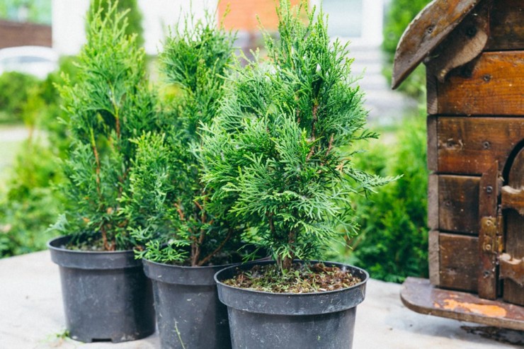 Thuja à la maison