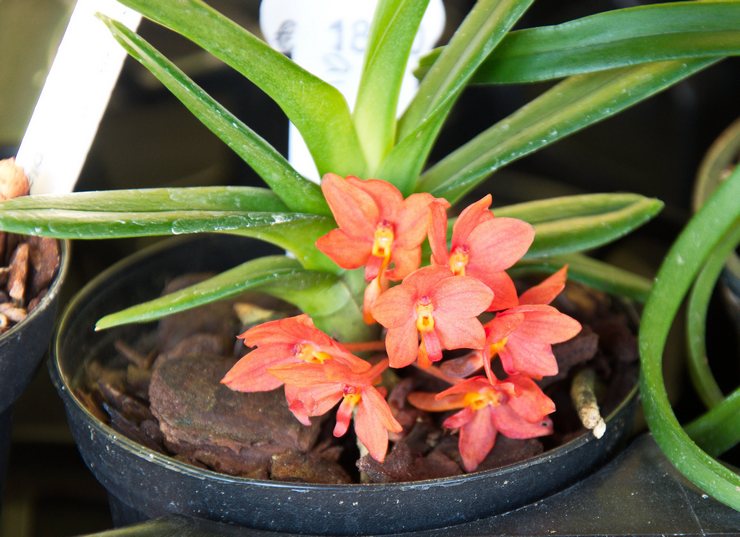 Types et variétés d'ascocentrum avec photo