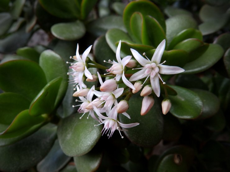 Floraison d'une méduse ressemblant à un arbre