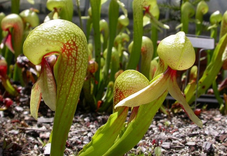 Darlingtonia