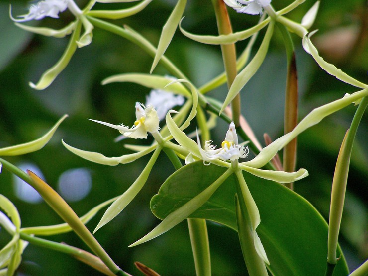 Epidendrum cilié