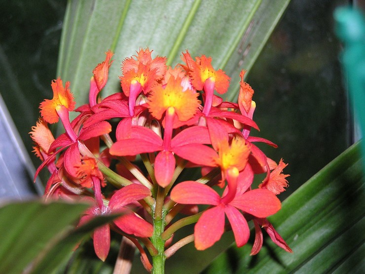 Epidendrum cruciforme ou ibaguien