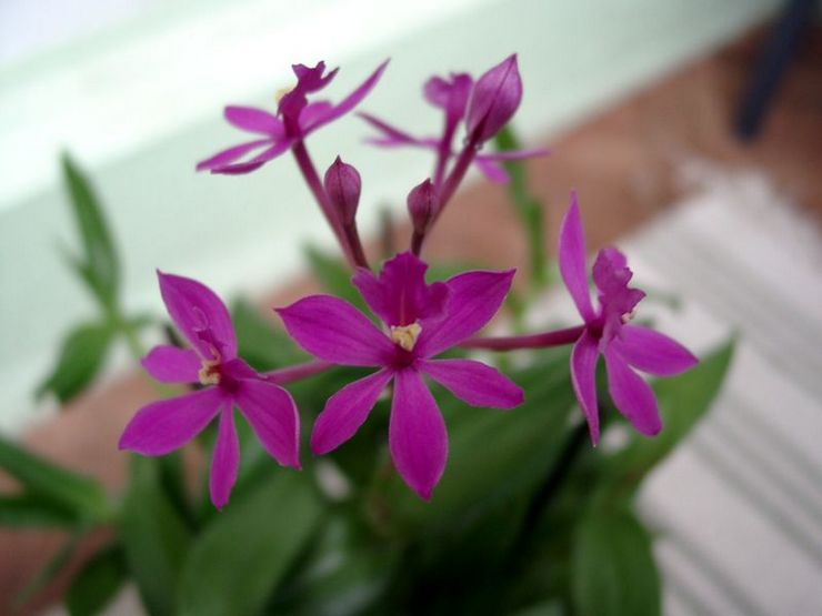 Contenu Epidendrum