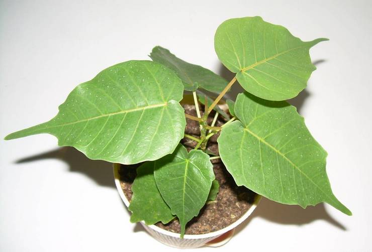 Top dressing de ficus sacré