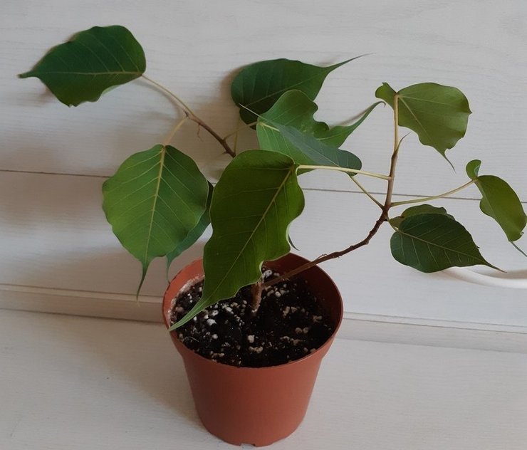 Ficus religieux